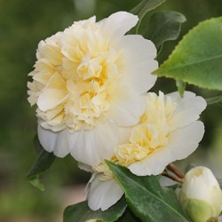 Камелия японская Брашфилд с Йеллоу (кремово-белыми махровыми цветками) 1 шт П